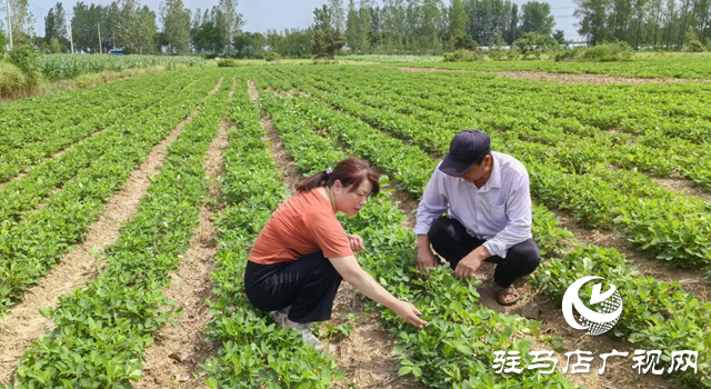 暴雨過(guò)后如何防范農(nóng)田內(nèi)澇？農(nóng)業(yè)專(zhuān)家支招