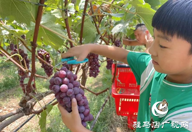 確山縣雙河鎮(zhèn)：“五星”支部引領(lǐng)產(chǎn)業(yè)興