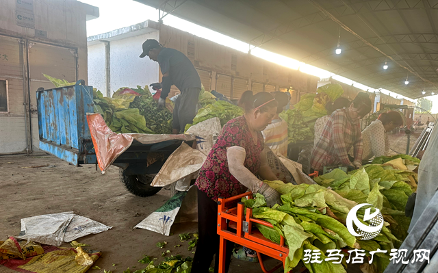 泌陽(yáng)縣郭集鎮(zhèn)：干群齊心 田間煙葉搶收忙