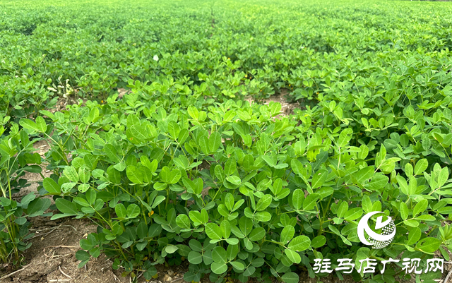 泌陽縣郭集鎮(zhèn)：抓好雨后秋田管理 保群眾“糧食安全”