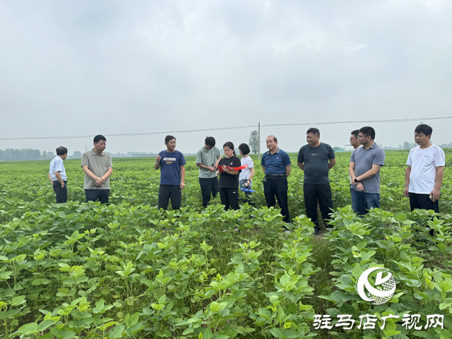 駐馬店市農(nóng)科院組織開展秋作物科技示范基地觀摩