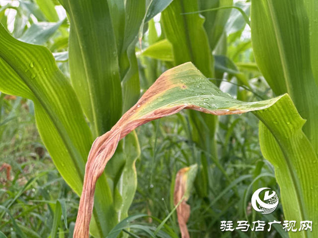 高溫多雨天氣 玉米需要謹(jǐn)防這些病害