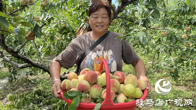 驛城區(qū)劉閣街道茨園村：桃子豐收盼采購(gòu)