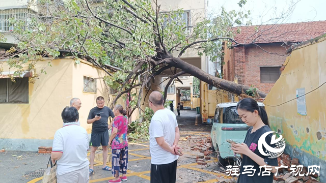 狂風(fēng)刮倒大桐樹(shù) 砸壞圍墻電動(dòng)車