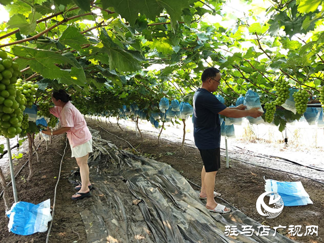 西平縣二郎鄉(xiāng)小王莊村：葡萄種植助農(nóng)增收