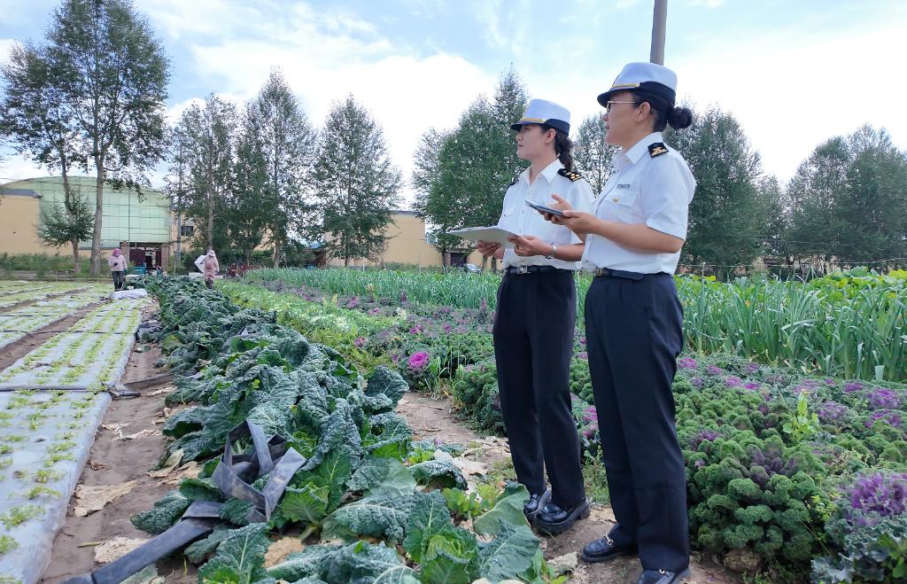 從青藏高原到大灣區(qū)：冷涼蔬菜帶動高原鄉(xiāng)村振興