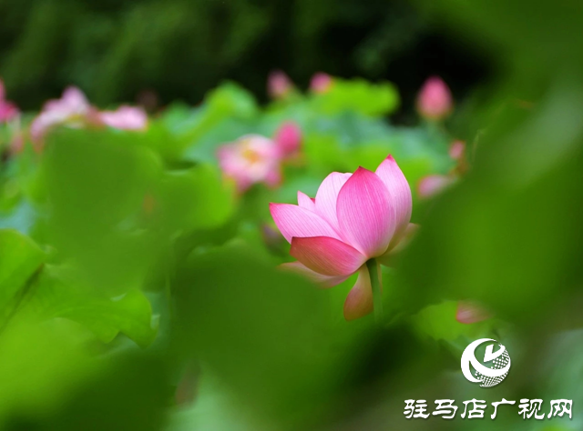 泌陽(yáng)縣漢風(fēng)公園：雨荷美景引人醉