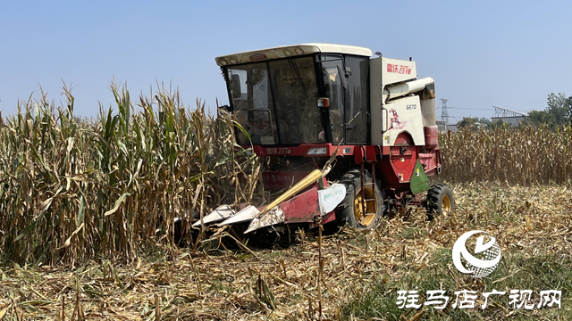 駐馬店：636萬畝夏玉米迎來收獲季