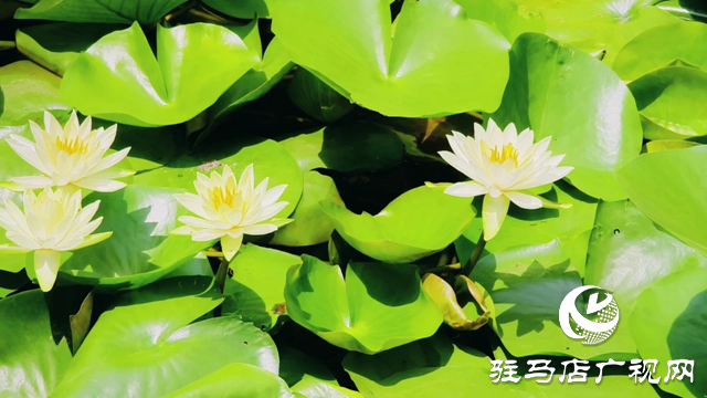 泌陽縣和園：秋色宜人處 風(fēng)光入畫來