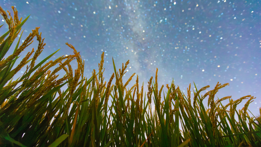 豐收田野“約會”浪漫星空