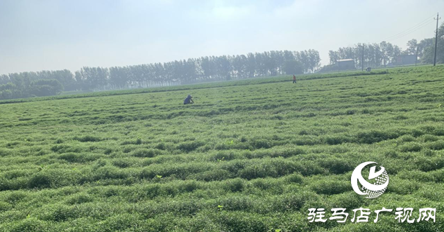 汝南縣和孝鎮(zhèn)：中藥材種出好“錢”景