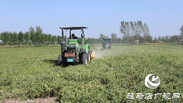 正陽縣：160萬畝花生陸續(xù)收獲