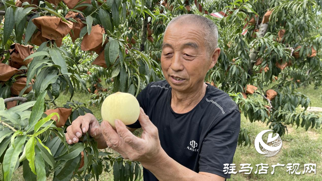 遂平：冬桃映出豐收好光景