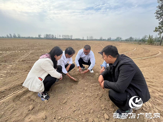 駐馬店農(nóng)技人員指導(dǎo)麥播期小麥草害防治