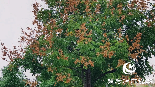 泌陽縣雙龍公園：走進雨中公園 感受濃郁秋意