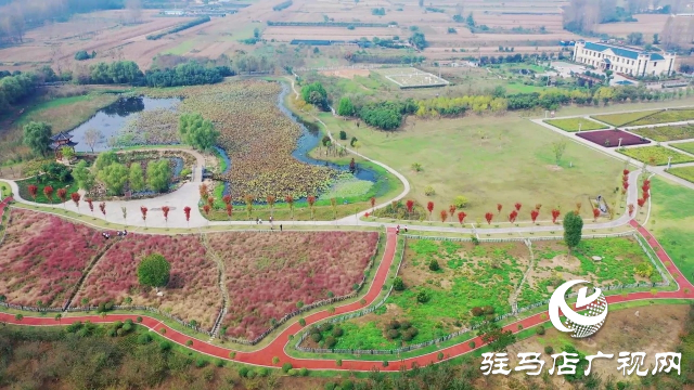 泌陽漢風公園，秋日里的粉色夢境