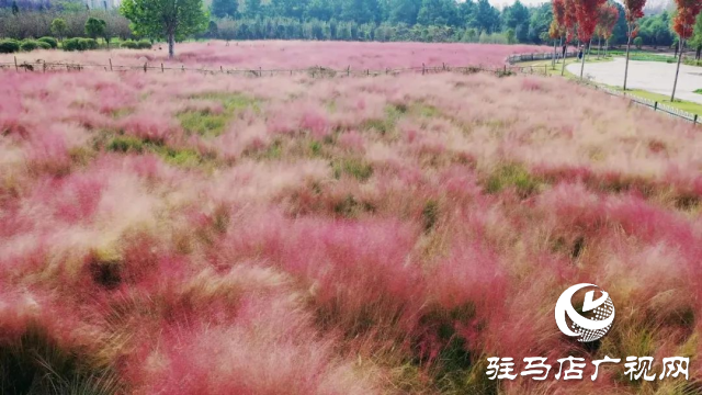 泌陽漢風公園，秋日里的粉色夢境