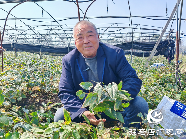 平輿縣萬金店鎮(zhèn)土店村：中藥材淫羊藿種植助力鄉(xiāng)村振興