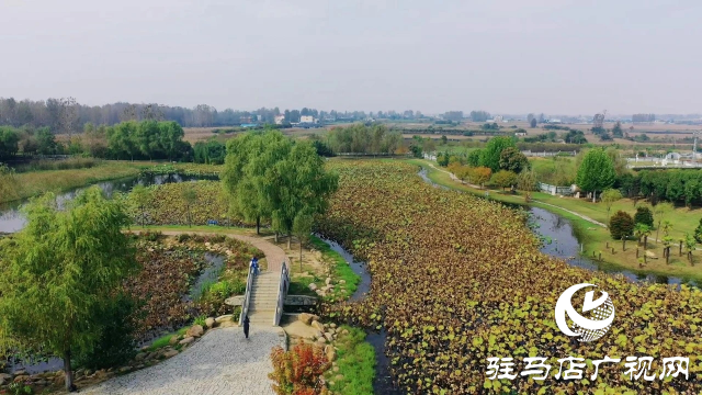 泌陽漢風公園，秋日里的粉色夢境