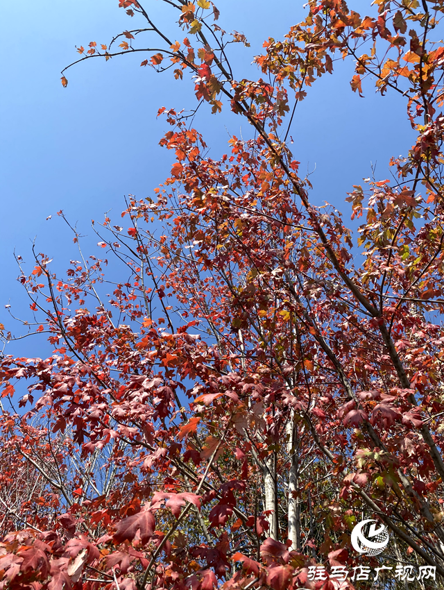 驛城區(qū)諸市鎮(zhèn)魏莊：楓樹(shù)林紅透金秋畫卷