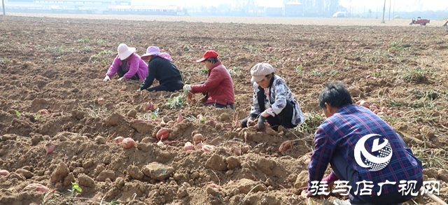 確山縣：紅薯喜豐收，田間收獲忙