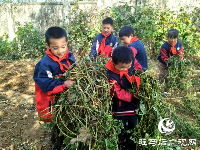 確山縣普會寺鎮(zhèn)：豐收地里“薯”我最棒