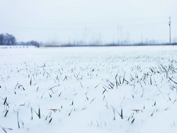 大雪過(guò)后農(nóng)民忙追肥 專家稱現(xiàn)在施肥不科學(xué)