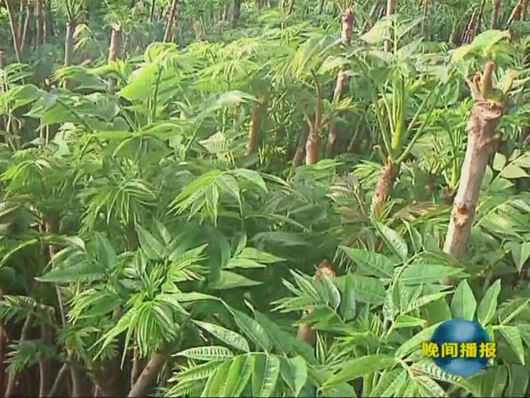 種植太空香椿前景好