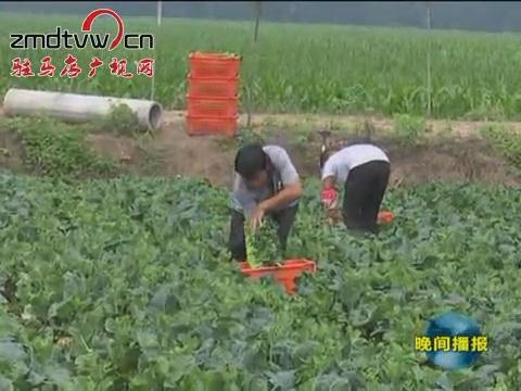 西平：種植無公害蔬菜 直供港澳地區(qū)